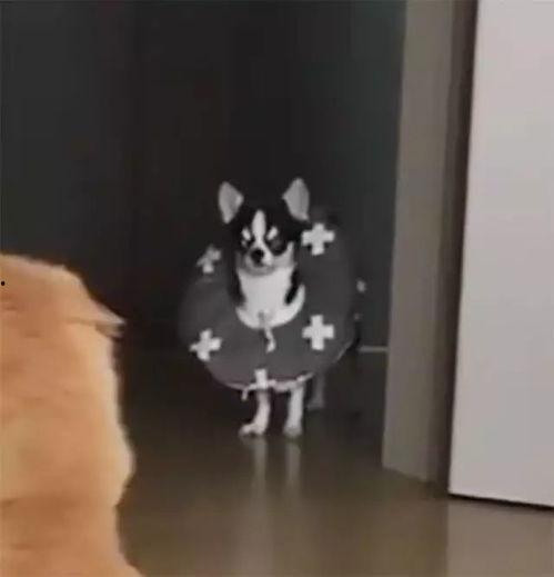 猫吃楠瓜,揭秘楠瓜的独特魅力