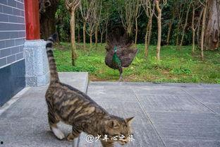吃瓜的肥猫,揭秘娱乐圈幕后风云