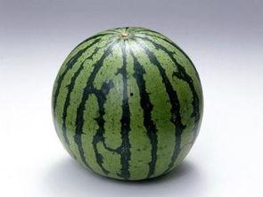 吃瓜胖仔