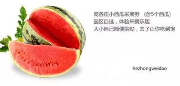 吃瓜看气味,揭秘吃瓜看气味的奇妙体验