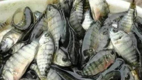 吃瓜江小渔民,揭秘吃瓜背后的故事与人生哲理