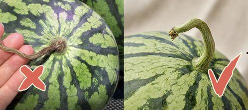 吃瓜利维坦,揭秘权力与欲望的交织