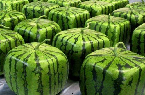 39中吃瓜,揭秘校园里的“瓜田”风云