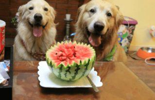 结婚狗狗吃瓜,共享甜蜜“吃瓜”时光