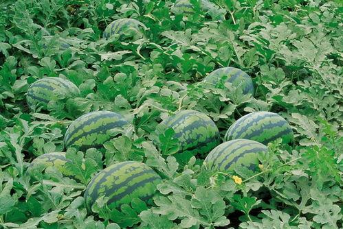 梦见看见人家吃瓜,揭秘“看见人家吃瓜”的神秘寓意