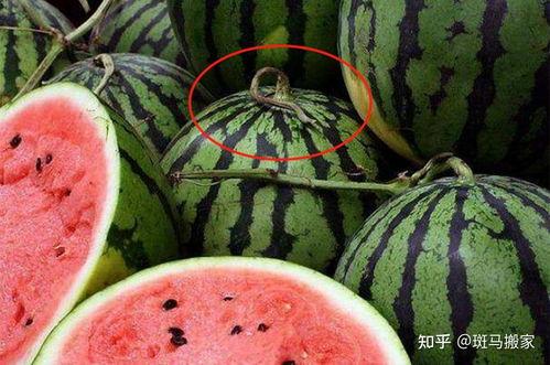 选瓜切瓜吃瓜,一场味蕾与视觉的盛宴