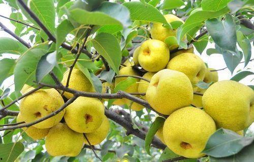 吃瓜吃梨子,揭秘吃瓜吃梨子的健康奥秘