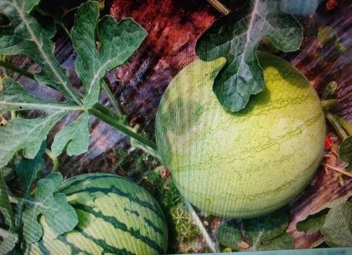 信工吃瓜,揭秘校园热点事件背后的真相