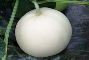 湿疹可吃梨瓜吗,湿疹患者可适量食用梨瓜的饮食建议