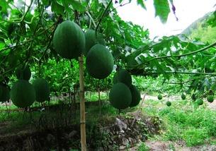 吊瓜吃籽还是瓜,天然美味与营养价值的完美结合