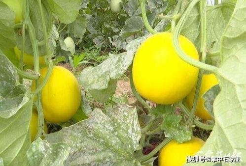 石家庄幼师吃瓜,石家庄幼师吃瓜事件背后的真相揭秘