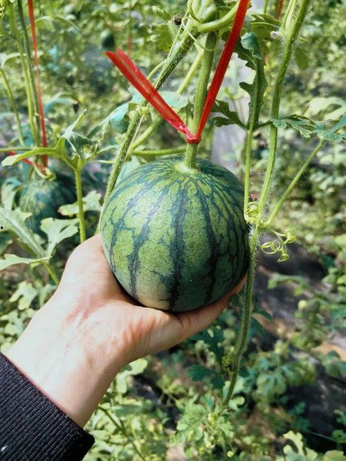 野生人类吃瓜,野生人类与瓜果的奇妙邂逅