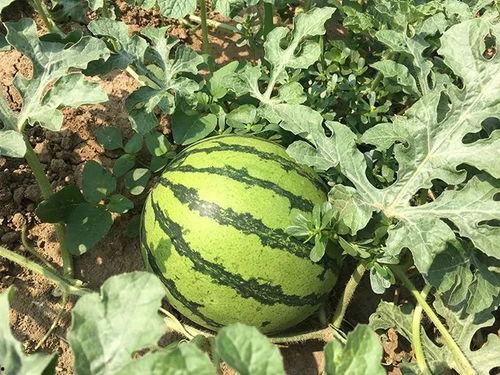 带你吃瓜特殊时期,揭秘带你吃瓜背后的故事