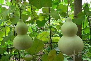 孕妇可以吃葫芦瓜吗,葫芦瓜的营养与适宜食用