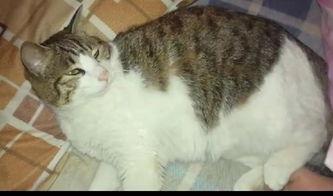 猫吃楠瓜,揭秘楠瓜的独特魅力