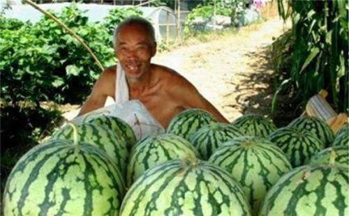 路上吃瓜,揭秘路上吃瓜的趣味时光