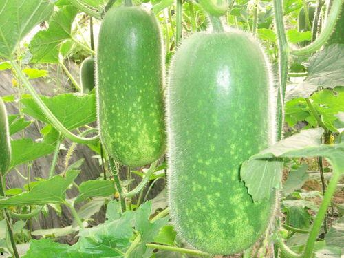 栋瓜怎么吃,探索美味栋瓜的烹饪艺术