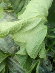 水瓜被吃叶子,美味背后的生态秘密