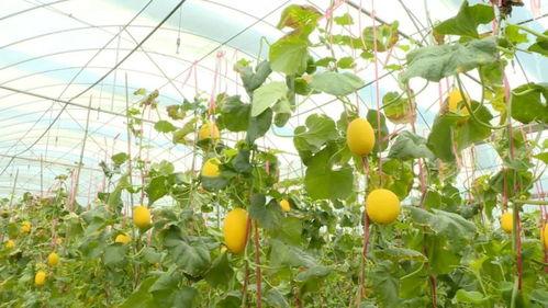 金香吃瓜事件,揭秘娱乐圈背后的惊人真相