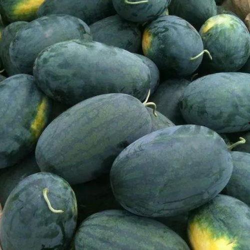 石狮宝盖吃瓜,探寻夏日吃瓜的清凉秘境