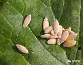 花园干部吃瓜,揭秘基层干部的休闲时光