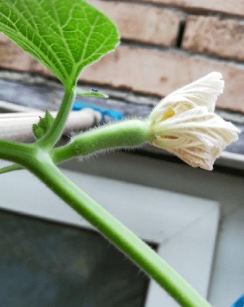 恋综花花吃瓜,揭秘明星恋情背后的甜蜜与苦涩