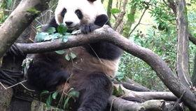 熊界吃瓜,揭秘吃瓜背后的生态奥秘